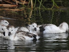 Oressochen melanopterus