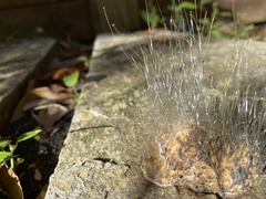 Phycomyces