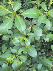 Maytenus magellanica