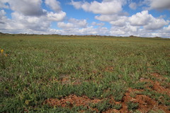 Hesperantha vaginata