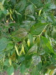 Capsicum annuum