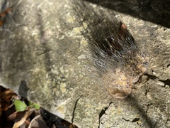 Phycomyces