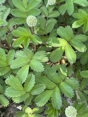 Acaena ovalifolia