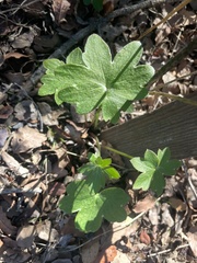 Delphinium cardinale