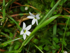 Lobelia angulata