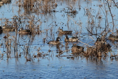 Aythya affinis