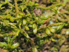 Cryphaea nervosa