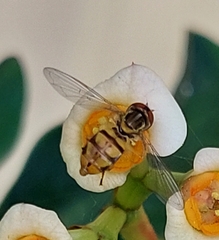 Toxomerus floralis
