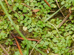 Lobelia angulata
