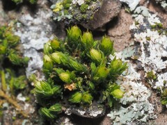 Orthotrichum pusillum