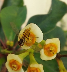 Toxomerus floralis
