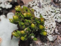 Orthotrichum pusillum