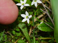 Lobelia angulata
