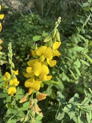 Crotalaria retusa