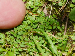 Lobelia angulata