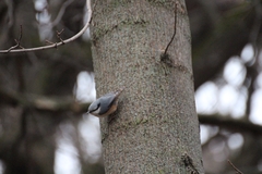 Sitta europaea