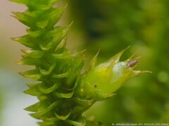 Cryphaea nervosa