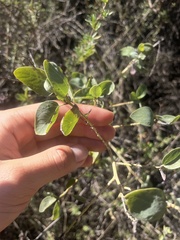 Ceanothus leucodermis
