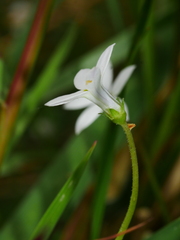 Lobelia angulata