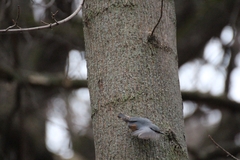 Sitta europaea