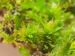 Orthotrichum pusillum
