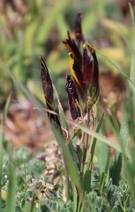 Hesperantha vaginata