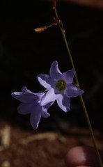 Ixia rapunculoides