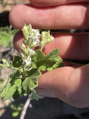 Ribes indecorum