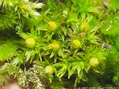 Orthotrichum pusillum