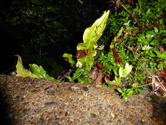 Asplenium scolopendrium scolopendrium