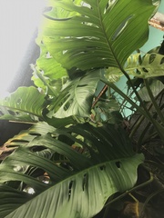 Monstera