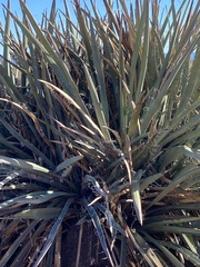 Yucca