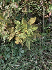 Rubus idaeus