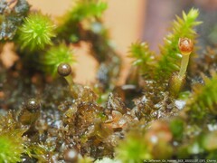 Frullania
