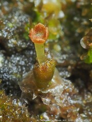 Frullania