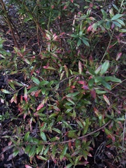 Vaccinium darrowii