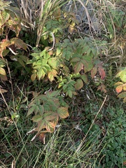 Rubus idaeus