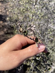 Ceanothus tomentosus