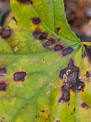 Cercospora liquidambaris