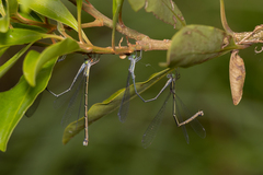 Rhadinosticta simplex