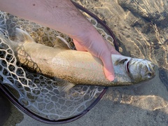 Salvelinus confluentus