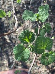 Ribes indecorum