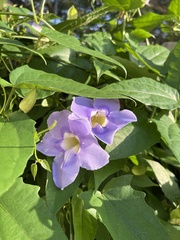 Thunbergia grandiflora