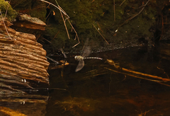 Austroaeschna cooloola