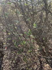 Ribes indecorum