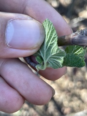 Ribes indecorum