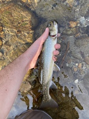 Salvelinus confluentus