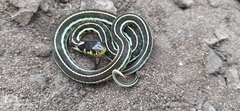 Thamnophis pulchrilatus