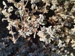 Tidestromia lanuginosa