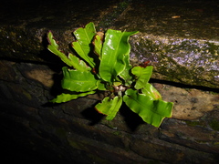 Asplenium scolopendrium scolopendrium